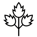 Kereviz ve kereviz ürünleri