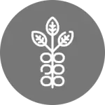 Susam tohumu ve susam tohumu ürünleri